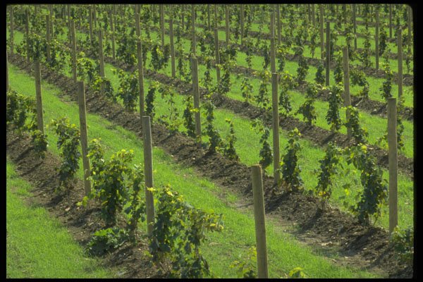 676010 Young Concord Grape Vineyard, Upstate New York A4 Photo Print