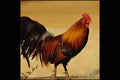 676011 Rooster A4 Photo Print