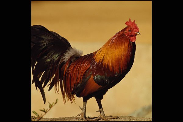 676011 Rooster A4 Photo Print