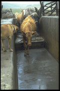 676012 Cattle Dip A4 Photo Print