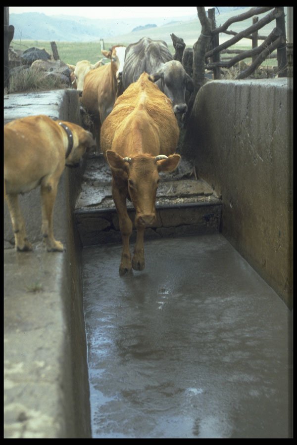 676012 Cattle Dip A4 Photo Print