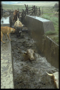 676013 Cattle Dip A4 Photo Print