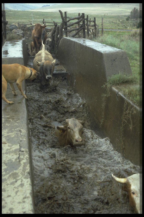 676013 Cattle Dip A4 Photo Print