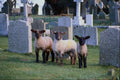 676014 Lambs In Churchyard, Britain A4 Photo Print