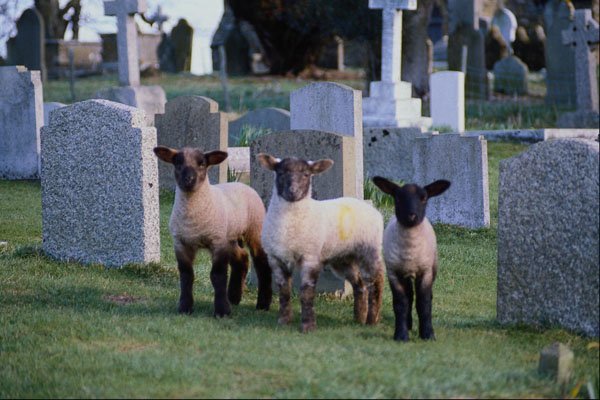 676014 Lambs In Churchyard, Britain A4 Photo Print