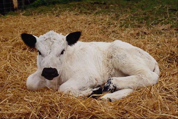676015 British White Calf, Britain A4 Photo Print