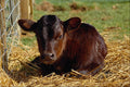 676016 Gloucester Calf, Britain A4 Photo Print