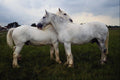 676017 Shires, Britain A4 Photo Print