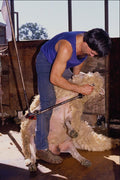 676018 Sheep Shearing, Britain A4 Photo Print