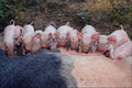 676019 Piglets, Britain A4 Photo Print