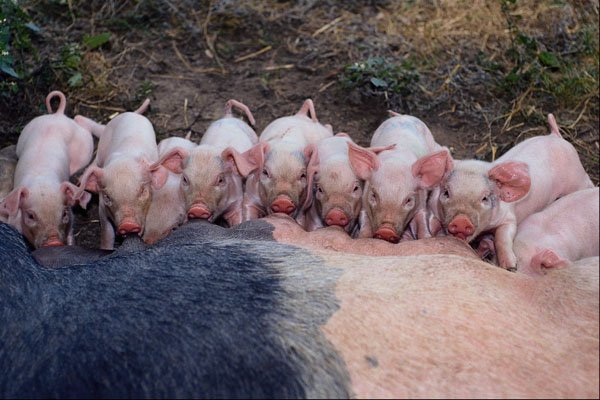 676019 Piglets, Britain A4 Photo Print