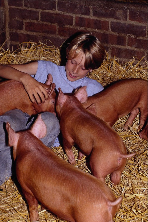 676020 Boy And Tamworth Piglets, Britain A4 Photo Print