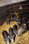676021 Berkshire Piglets, Britain A4 Photo Print