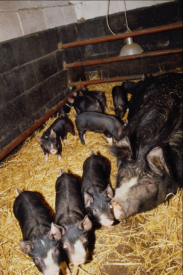 676021 Berkshire Piglets, Britain A4 Photo Print