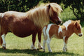 676022 Fallabella Pony And Foal A4 Photo Print