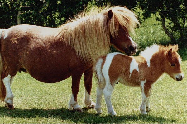 676022 Fallabella Pony And Foal A4 Photo Print