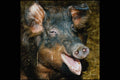 676023 French Duroc Pig A4 Photo Print