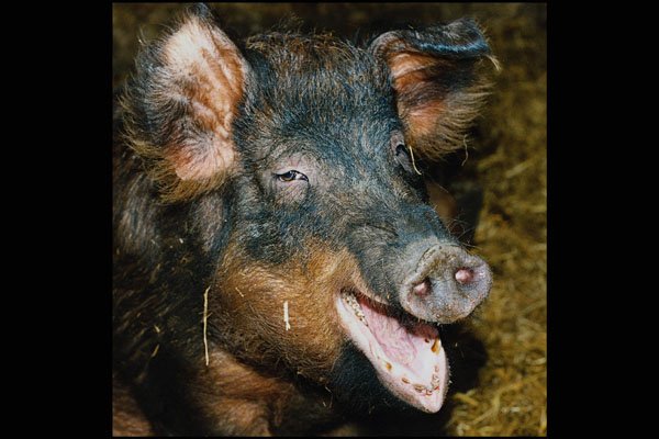 676023 French Duroc Pig A4 Photo Print