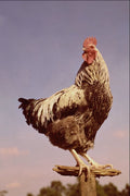 676024 Silver Sussex Cockerel Perching On Post A4 Photo Print