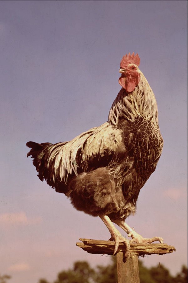 676024 Silver Sussex Cockerel Perching On Post A4 Photo Print