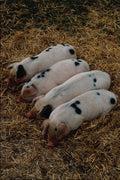 676027 Gloucester Old Spot Piglets, Cotswold Farm Park, England A4 Photo Print