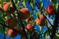 676028 Peaches A4 Photo Print