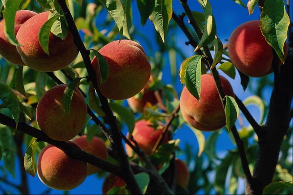 676028 Peaches A4 Photo Print