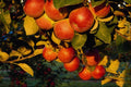 676029 Apples, Ontario, Canada A4 Photo Print