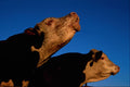 676030 Two Bulls Bellowing At Cows In Next Field A4 Photo Print