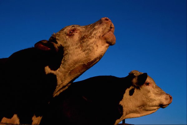 676030 Two Bulls Bellowing At Cows In Next Field A4 Photo Print