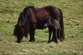 676031 Shetland Pony Mare With Foal A4 Photo Print