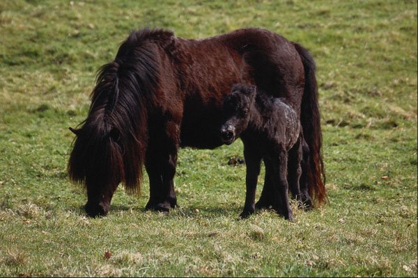 676031 Shetland Pony Mare With Foal A4 Photo Print