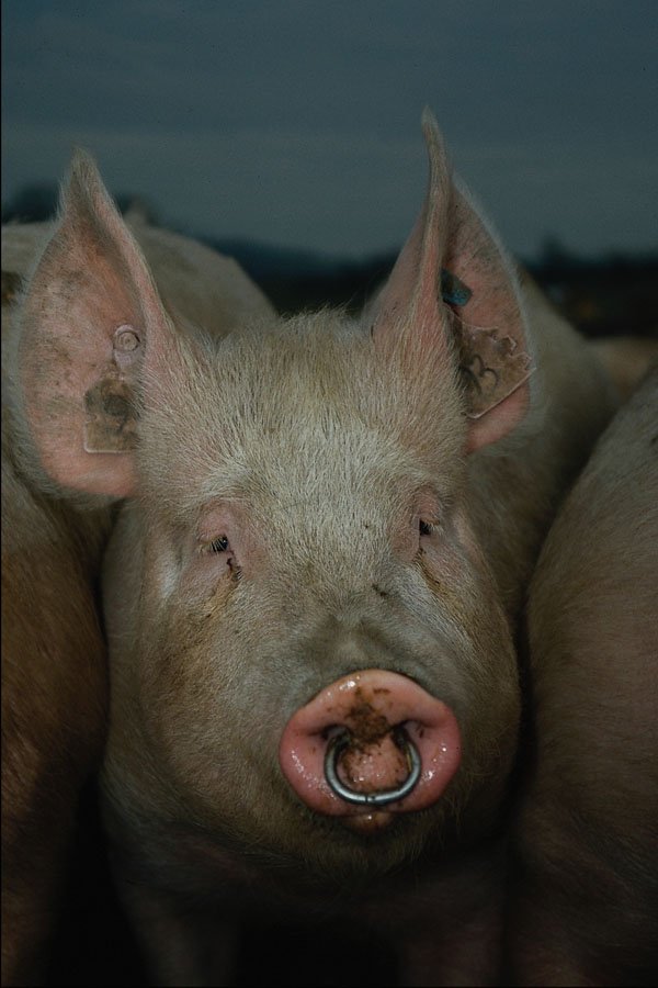 676032 Pig A4 Photo Print