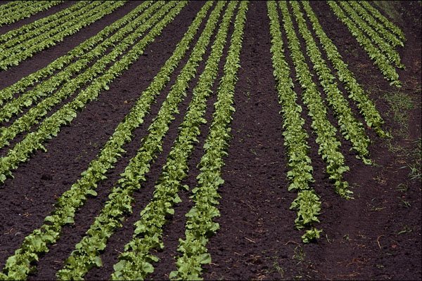 676033 Rows Of Lettuce Growing In A Field, Halsall, Lancashire A4 Photo Print