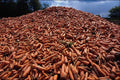 676034 Surplus Carrots Rotting In Field, Tarleton, Lancashire A4 Photo Print
