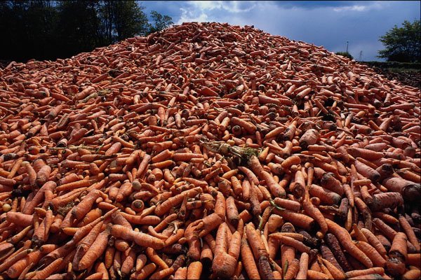 676034 Surplus Carrots Rotting In Field, Tarleton, Lancashire A4 Photo Print