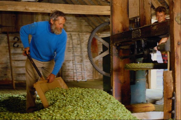 676035 Hop Picking, Britain A4 Photo Print
