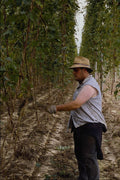 676036 Hop Picking, Britain A4 Photo Print