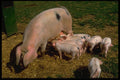 676037 Piglets Suckling Gloucester Old Spot Sow A4 Photo Print