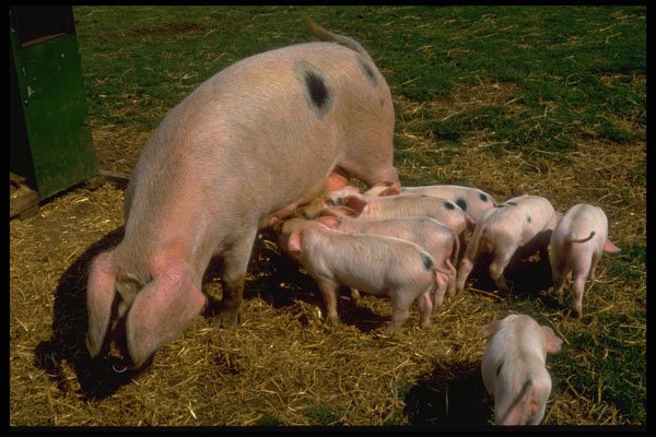 676037 Piglets Suckling Gloucester Old Spot Sow A4 Photo Print