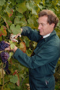 676038 Vineyard, Britain A4 Photo Print