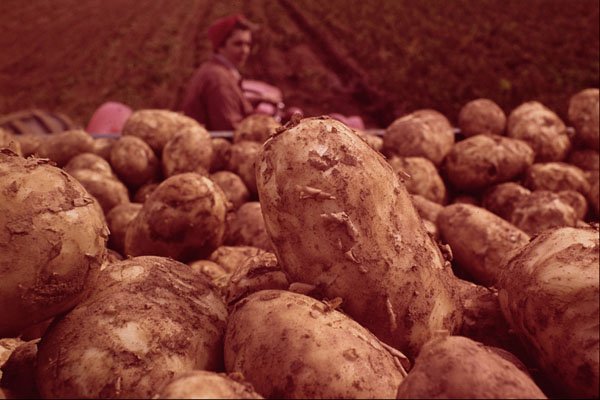 676039 Fresh P.E.I. Potato Picked From Field, Prince Edward Island A4 Photo Print