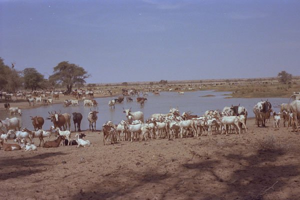 676041 Cattle Drive, Republic Of Mali A4 Photo Print