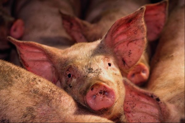 676042 Pigs A4 Photo Print