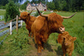 676043 Highland Cattle A4 Photo Print