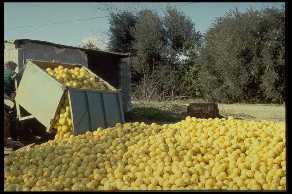 676044 Grapefruit Picking, Cyprus A4 Photo Print