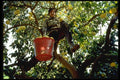 676045 Grapefruit Picking, Cyprus A4 Photo Print