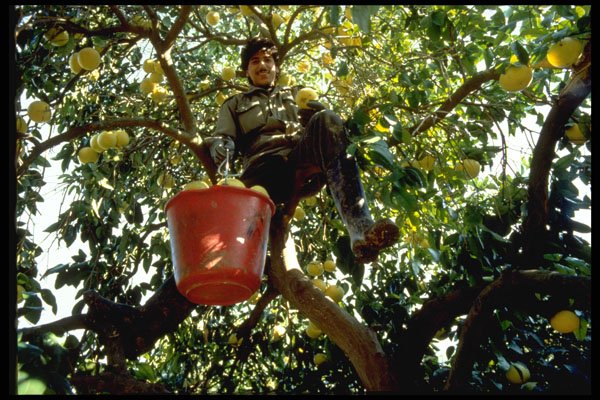 676045 Grapefruit Picking, Cyprus A4 Photo Print