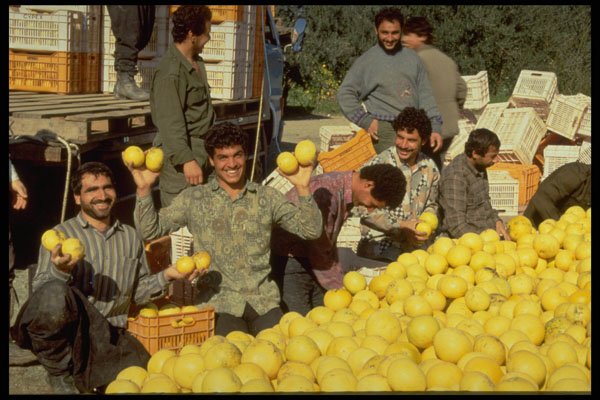 676046 Grapefruit Picking, Cyprus A4 Photo Print