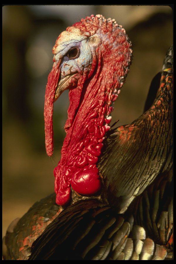 676047 Male Turkey A4 Photo Print